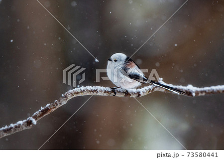 木の枝でたたずむシマエナガ 73580441