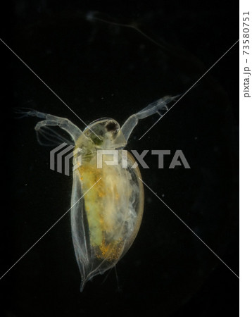 ミジンコ（黒背景） 73580751