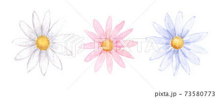 デイジーの花の水彩イラストのイラスト素材