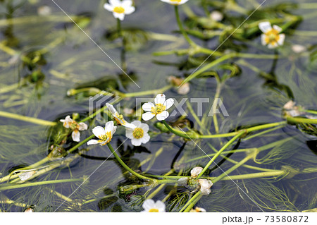 滋賀県醒井にある地蔵川に群生している梅花藻の写真素材