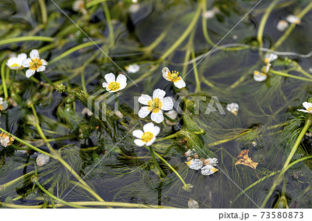 滋賀県醒井にある地蔵川に群生している梅花藻の写真素材