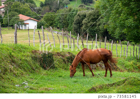 Chestnut horse grazes and wags its tail on a farm pasture surrounded by a fence and trees Chestnut horse grazes and wags its tail on a farm pasture surrounded by a fence and trees 73581145