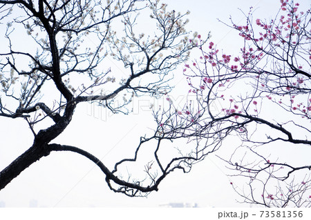 晴天に紅白梅 73581356