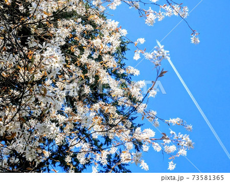 美しい花と、青空と、飛行機雲と。 73581365