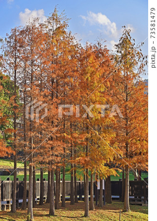 Bald Cypress tree 73581479