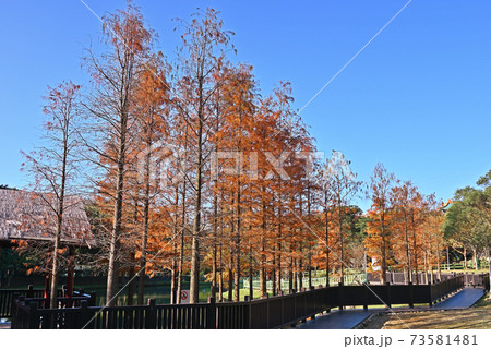 Bald Cypress tree 73581481
