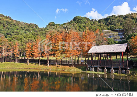 Bald Cypress tree 73581482