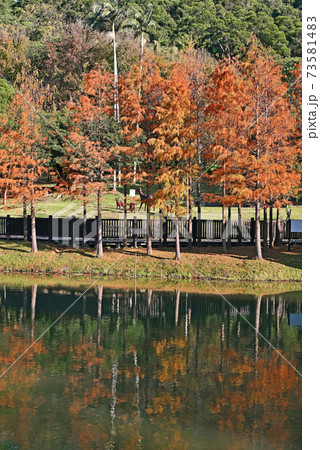 Bald Cypress tree 73581483