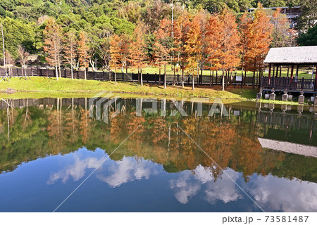 Bald Cypress tree 73581487