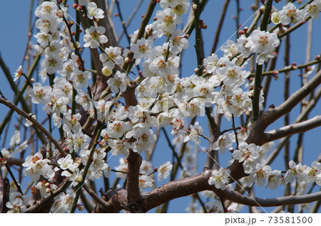 晴天に伸ばした枝に純白の花を咲かせる梅 晴天に伸ばした枝に純白の花を咲かせる梅 73581500