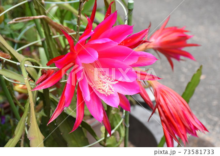 月下美人の花の写真素材