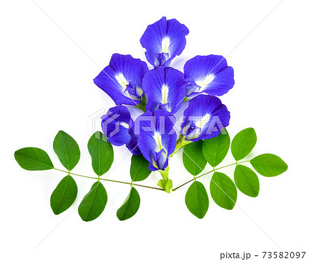 Butterfly pea flower on white background , Clitoria ternatea. Top view 73582097