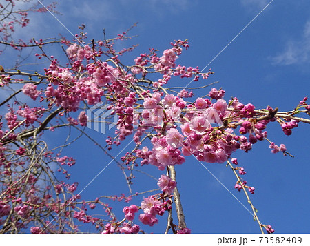 青空と紅色の枝垂桜 青空と紅色の枝垂桜 73582409
