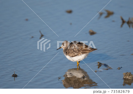 冬季、ハス田で休むオジロトウネン02 73582679