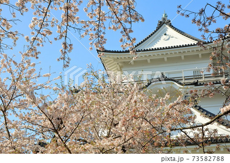 小田原城の天守閣と満開桜　神奈川県小田原市 73582788