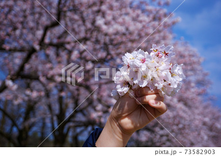 桜の咲く公園で桜を持つ人 73582903