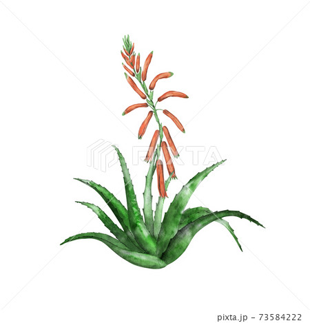 Hand drawn green aloe vera 73584222
