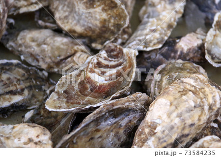 新鮮な採れたて牡蠣が沢山ある 73584235