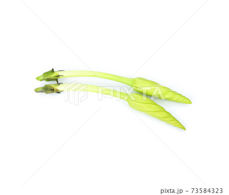 Ipomoea alba(Moonflower) on white background 73584323
