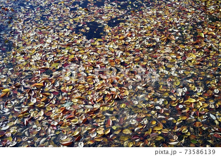 水面に浮かぶ紅葉 73586139