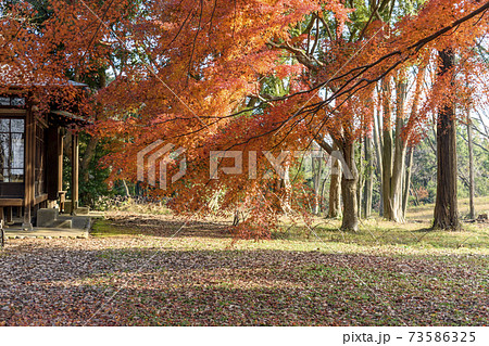 旧岩崎家末廣別邸の紅葉 73586325