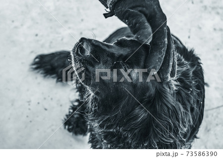 The cocker spaniel dog enjoys the caress of the owner. Photo with artistic noise and grain effect for dramatic effect The cocker spaniel dog enjoys the caress of the owner. Photo with artistic noise and grain effect for dramatic effect 73586390