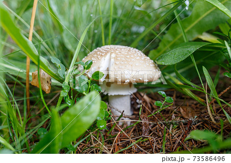 Closeup image of Amanita Pantherina or Fly agaric Closeup image of Amanita Pantherina or Fly agaric 73586496