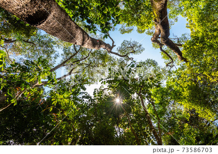 Low angle view of green rainforest in Queensland, Australia 73586703