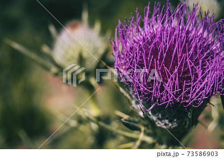 Open flower of lilac cirsium with vivid colors. Open flower of lilac cirsium with vivid colors. 73586903