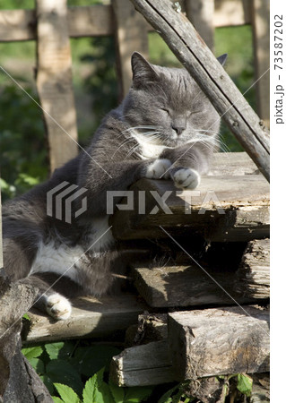 Cat laying on meadow ground in summer Cat laying on meadow ground in summer 73587202