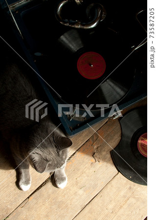 Retro cat enjoying vinyl player music Retro cat enjoying vinyl player music 73587205