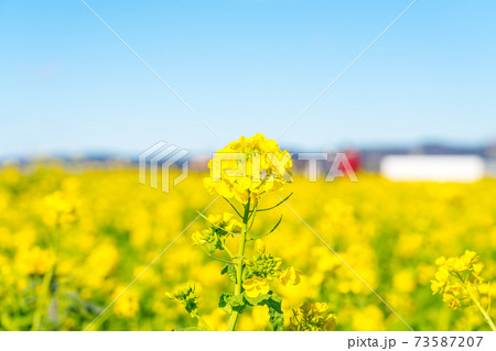 爽やかな青空と満開の菜の花 爽やかな青空と満開の菜の花 73587207