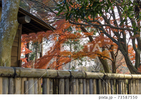 旧岩崎家末廣別邸 竹垣と紅葉 旧岩崎家末廣別邸 竹垣と紅葉 73587550