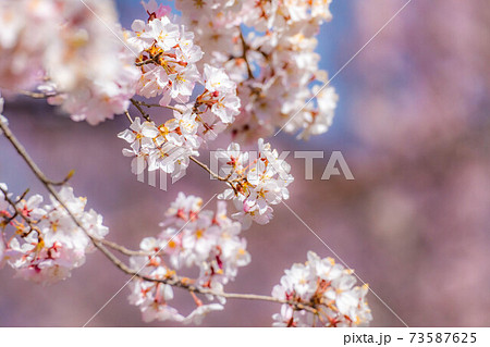 【アップ】懐古園の桜と青空【長野県】 【アップ】懐古園の桜と青空【長野県】 73587625