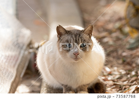 見つめる猫 シャム系の写真素材