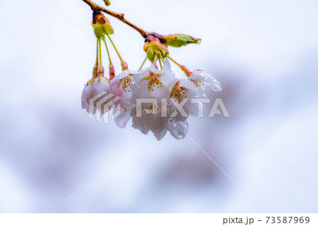 水の滴る桜 【長野県】 水の滴る桜 【長野県】 73587969