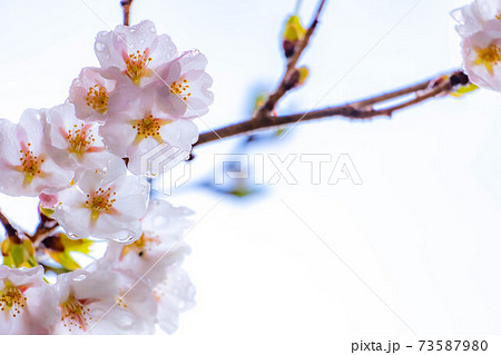 水の滴る桜　【長野県】 73587980