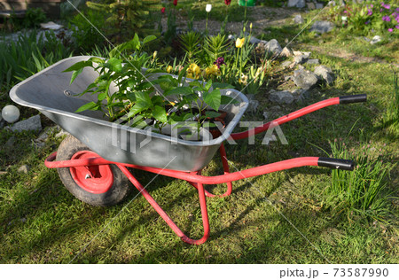 Garden truck with young seedlings of pepper outside. Vintage botanical background with plants, home hobby still life with gardening objects and nature. 73587990