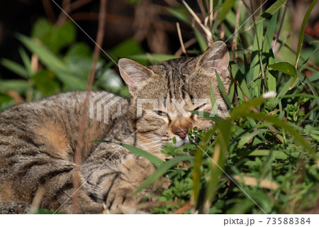暖かい日向で眠る猫 73588384