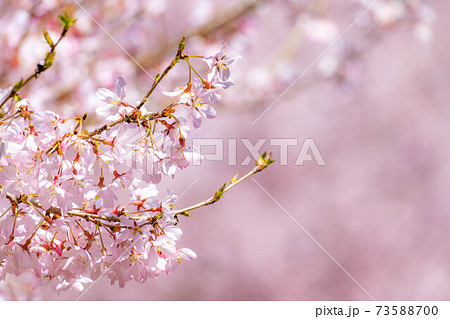 花びらの画像素材 ピクスタ