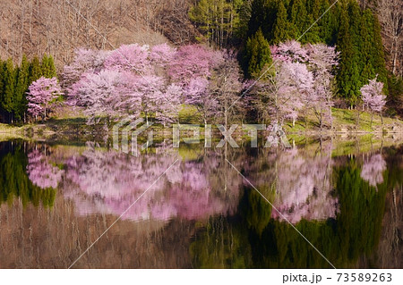 中綱湖 幻想的な桜風景の写真素材