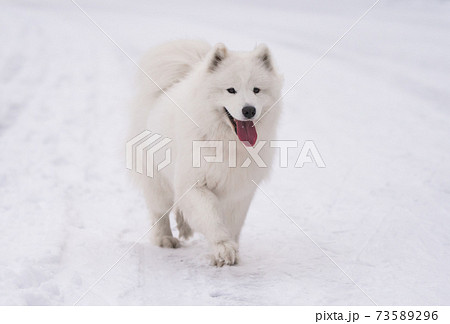 Samoyed White Dog Is Running On Snow Outsideの写真素材