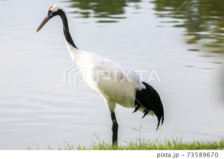 丹頂鶴が庭園の池で水遊びをしている様子 73589670