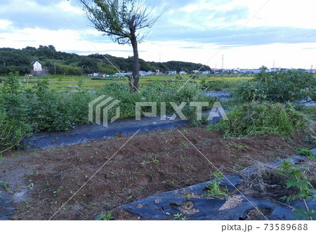 さぼった後の畑の草むしり さぼった後の畑の草むしり 73589688