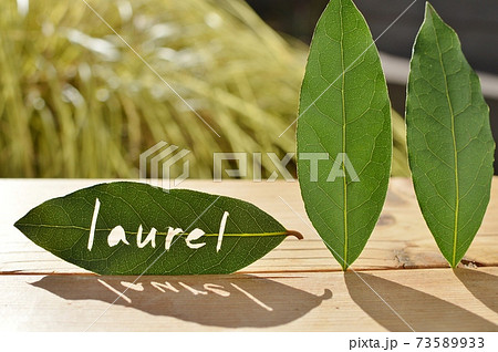 文字を切り抜いたローリエの葉の写真素材