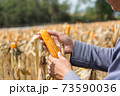 Closeup Ripe feed Corn Cob Hold in Hand of Farmer or Cultivator in Dry Corn Field 73590036