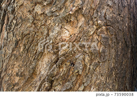 Aged Tree bark background texture Aged Tree bark background texture 73590038