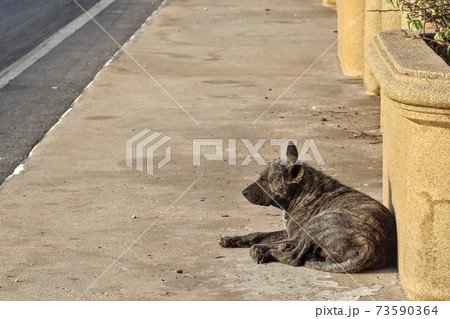 A stray old dog sunbathing by the footpath in the morning sun. 73590364