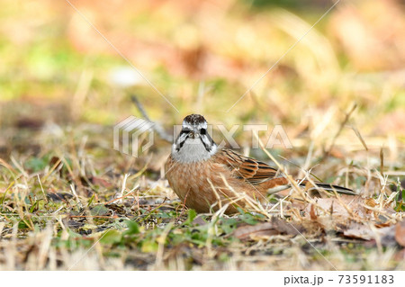 ホオジロ 73591183