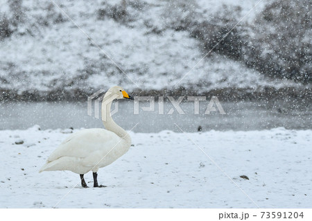 白鳥 73591204